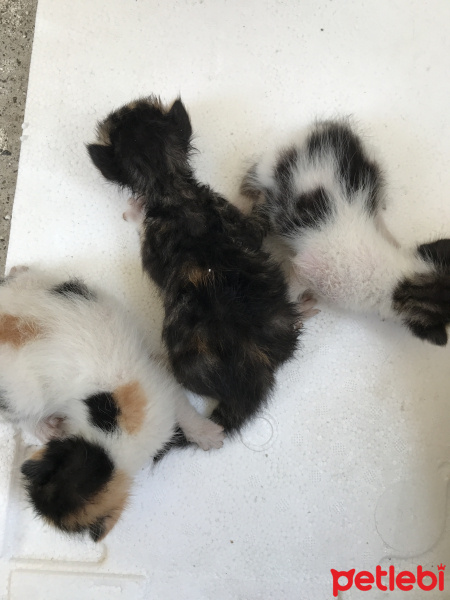 Tekir Kedi, Kedi  minik kedi fotoğrafı