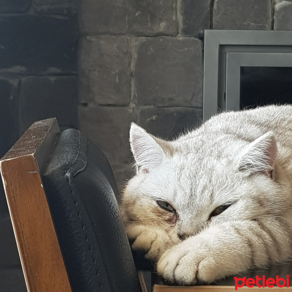 British Shorthair, Kedi  Safir fotoğrafı