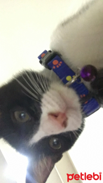 Tuxedo (Smokin) Kedi, Kedi  modi fotoğrafı