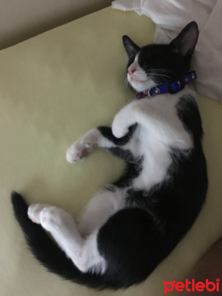 Tuxedo (Smokin) Kedi, Kedi  modi fotoğrafı