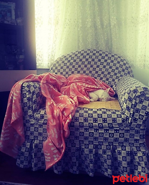 Van Kedisi, Kedi  Berlin fotoğrafı