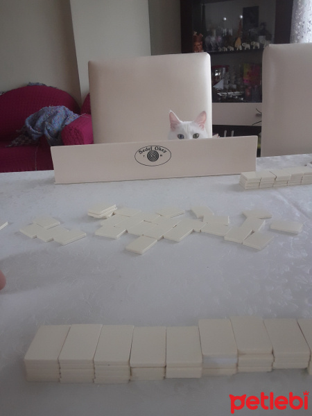 Van Kedisi, Kedi  Berlin fotoğrafı