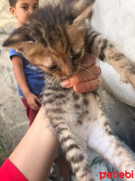 Tekir Kedi, Kedi  adsız fotoğrafı