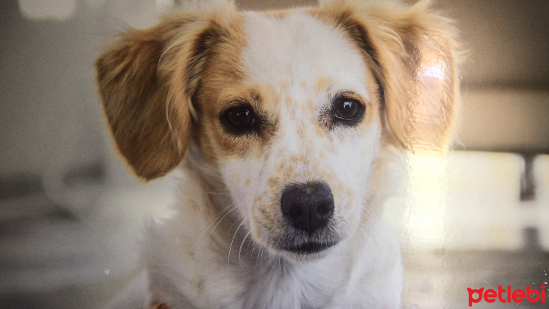 Jack Russell Terrier, Köpek  Latte fotoğrafı