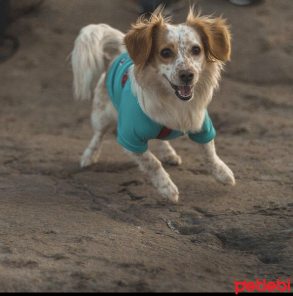 Jack Russell Terrier, Köpek  Latte fotoğrafı