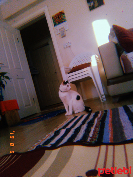 Tuxedo (Smokin) Kedi, Kedi  Abidin fotoğrafı