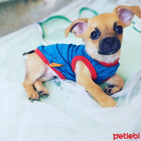Chihuahua, Köpek  Boss fotoğrafı