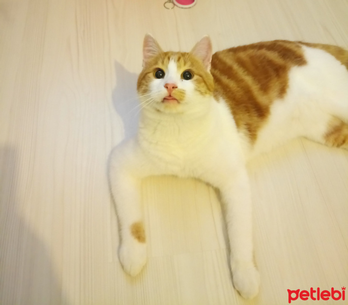 Sarman, Kedi  Limon fotoğrafı