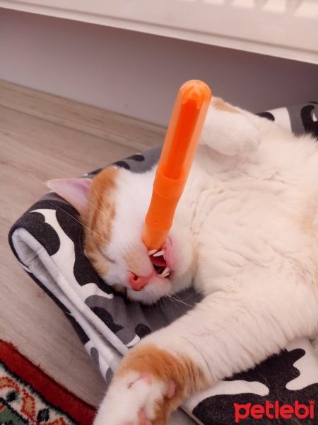 Sarman, Kedi  Limon fotoğrafı