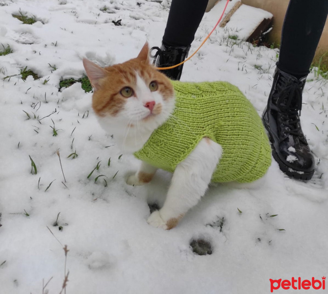 Sarman, Kedi  Limon fotoğrafı