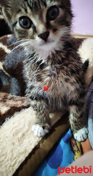 Tekir Kedi, Kedi  Tekir fotoğrafı