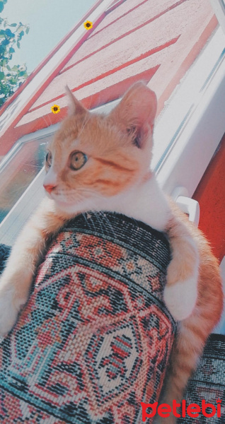 Sarman, Kedi  Şanslı fotoğrafı