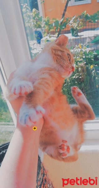 Sarman, Kedi  Şanslı fotoğrafı