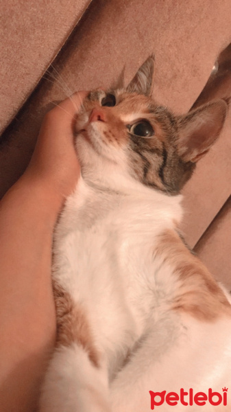 Tekir Kedi, Kedi  Safinaz fotoğrafı