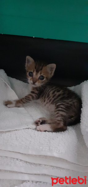 Tekir Kedi, Kedi  Zeus fotoğrafı