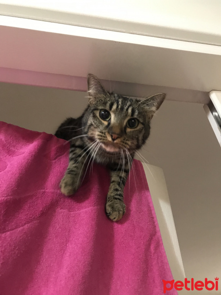 Soke, Kedi  Susam fotoğrafı