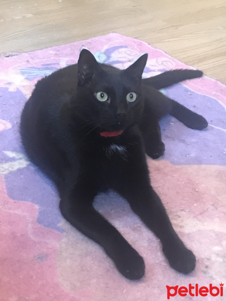 Soke, Kedi  Bombiş fotoğrafı
