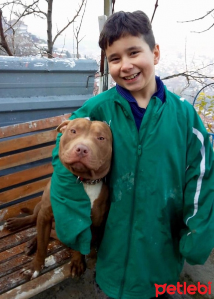 Amerikan Pitbull Terrier, Köpek  TETİK fotoğrafı