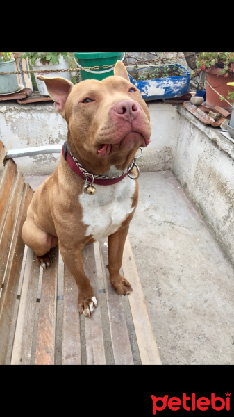 Amerikan Pitbull Terrier, Köpek  TETİK fotoğrafı