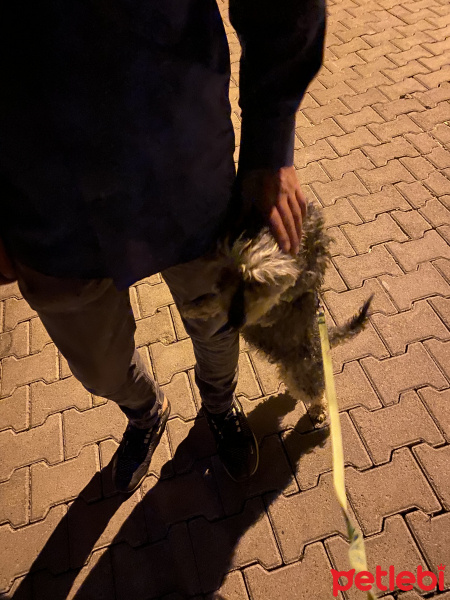 Maltese, Köpek  Şila fotoğrafı