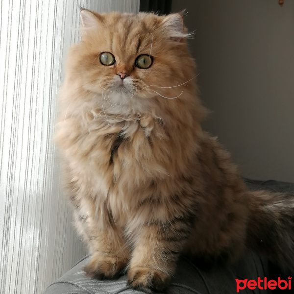 Scottish Fold, Kedi  Muffin fotoğrafı