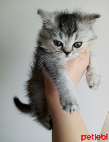British Shorthair, Kedi  Mişa fotoğrafı