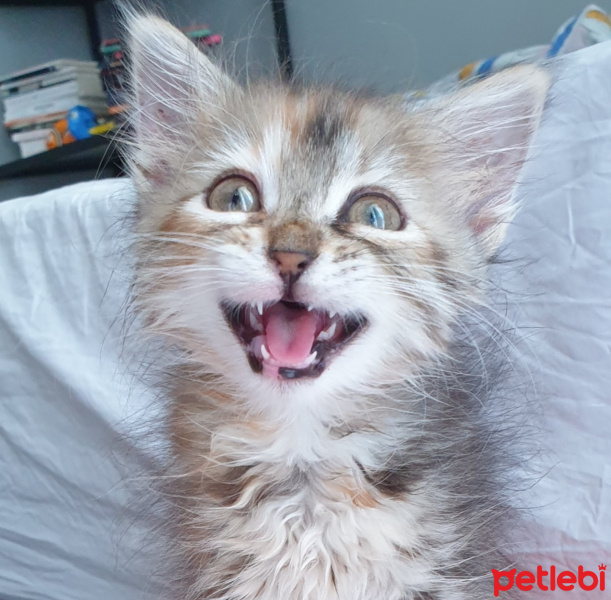 Tekir Kedi, Kedi  Sütlaç fotoğrafı