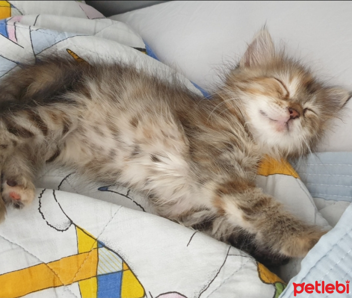 Tekir Kedi, Kedi  Sütlaç fotoğrafı