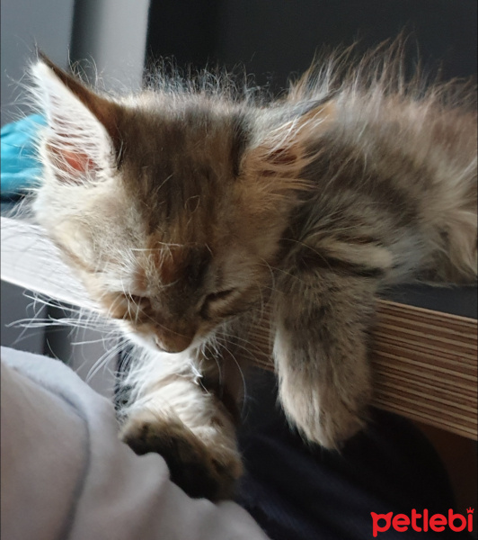 Tekir Kedi, Kedi  Sütlaç fotoğrafı