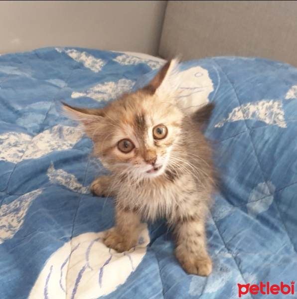 Tekir Kedi, Kedi  Sütlaç fotoğrafı