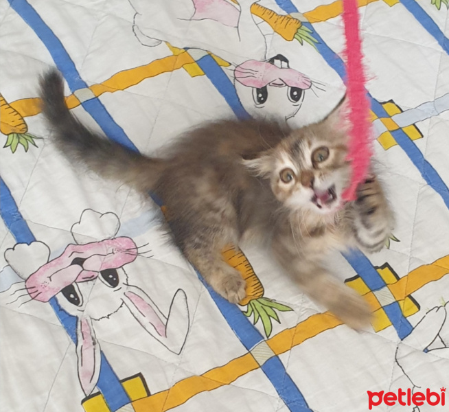Tekir Kedi, Kedi  Sütlaç fotoğrafı