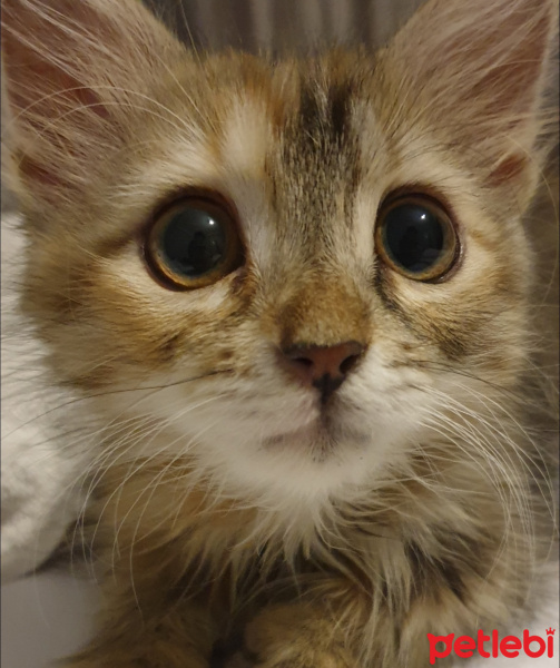Tekir Kedi, Kedi  Sütlaç fotoğrafı