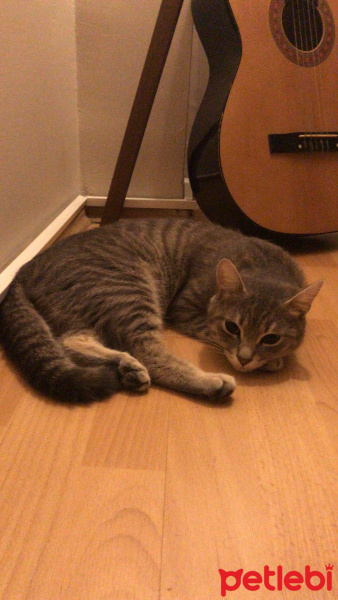 Tekir Kedi, Kedi  BİHTER fotoğrafı