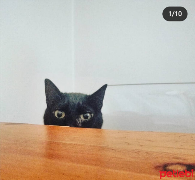 Bombay, Kedi  Şopi fotoğrafı