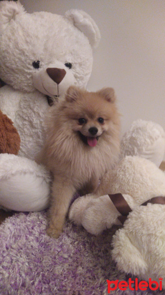 Pomeranyalı, Köpek  Mike fotoğrafı