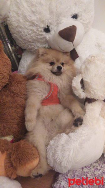 Pomeranyalı, Köpek  Mike fotoğrafı