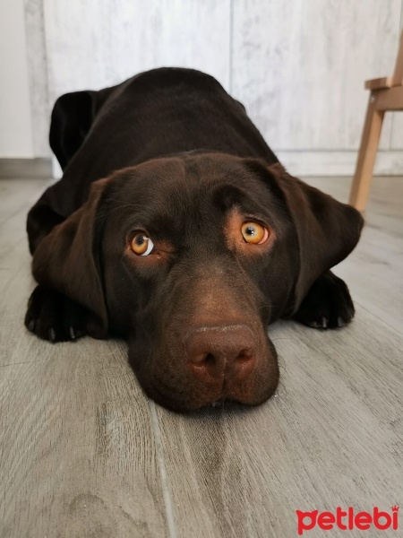 Labrador Retriever, Köpek  DATÇA fotoğrafı