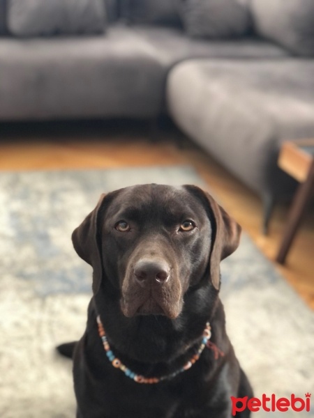 Labrador Retriever, Köpek  DATÇA fotoğrafı