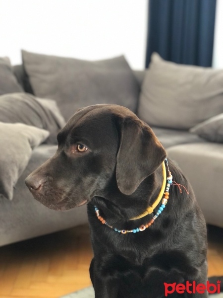 Labrador Retriever, Köpek  DATÇA fotoğrafı