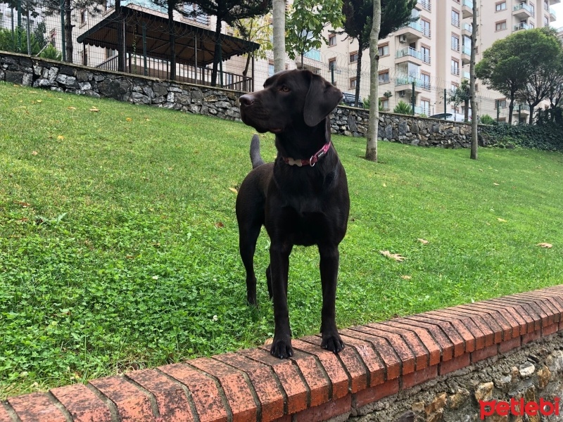 Labrador Retriever, Köpek  DATÇA fotoğrafı