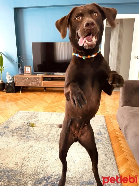 Labrador Retriever, Köpek  DATÇA fotoğrafı