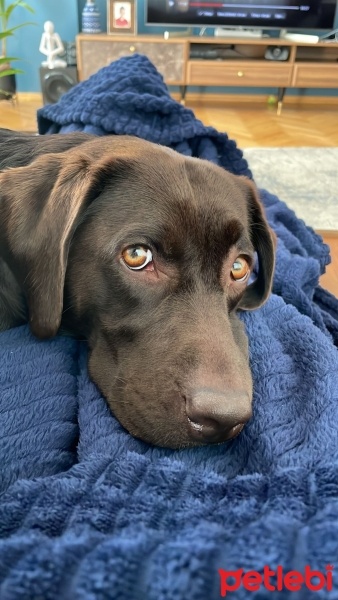 Labrador Retriever, Köpek  DATÇA fotoğrafı