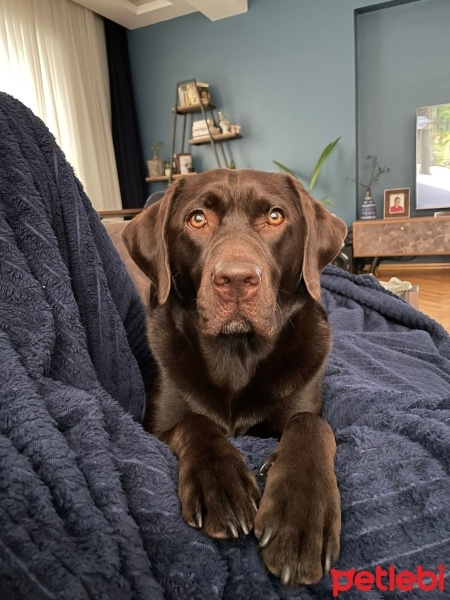 Labrador Retriever, Köpek  DATÇA fotoğrafı