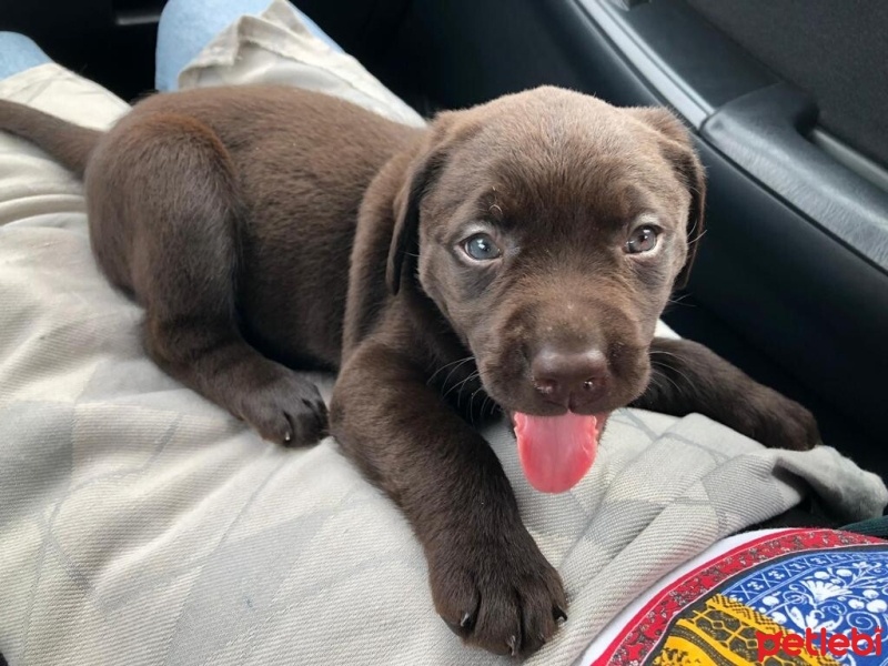 Labrador Retriever, Köpek  DATÇA fotoğrafı