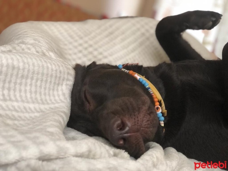 Labrador Retriever, Köpek  DATÇA fotoğrafı