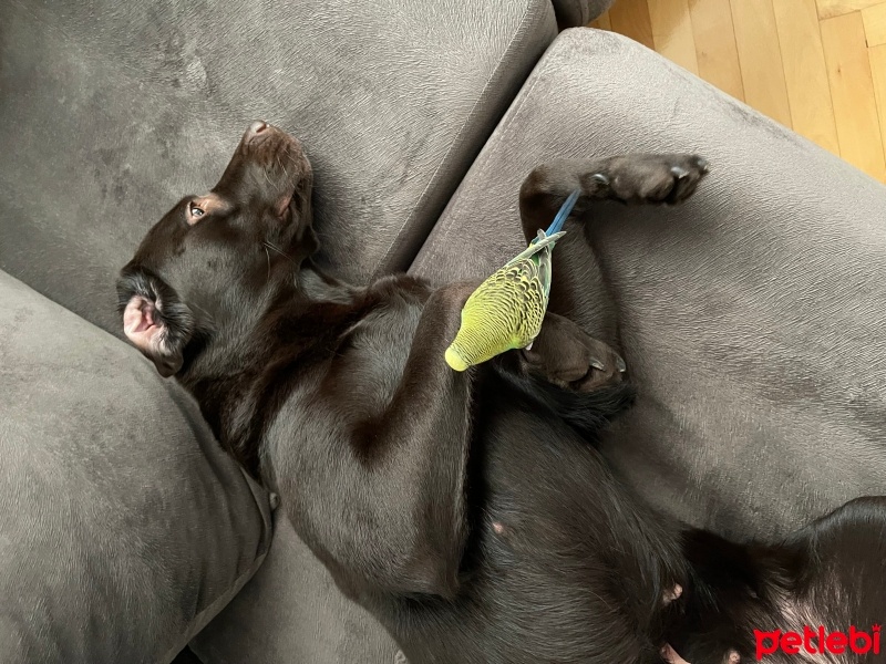 Labrador Retriever, Köpek  DATÇA fotoğrafı