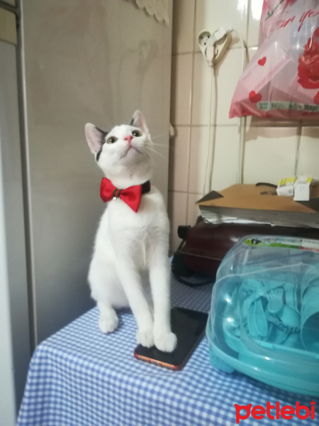 Tekir Kedi, Kedi  Köpük fotoğrafı