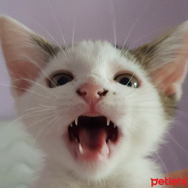 Tekir Kedi, Kedi  Lokum fotoğrafı