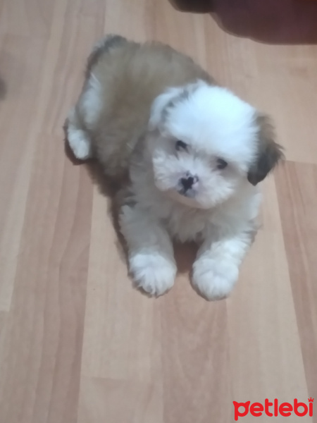 Shih Tzu, Köpek  TONTİŞ fotoğrafı