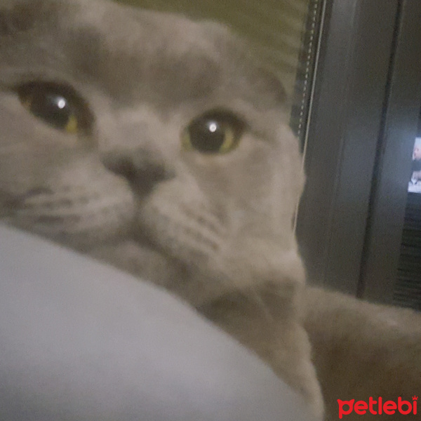 Scottish Fold, Kedi  Pablo fotoğrafı